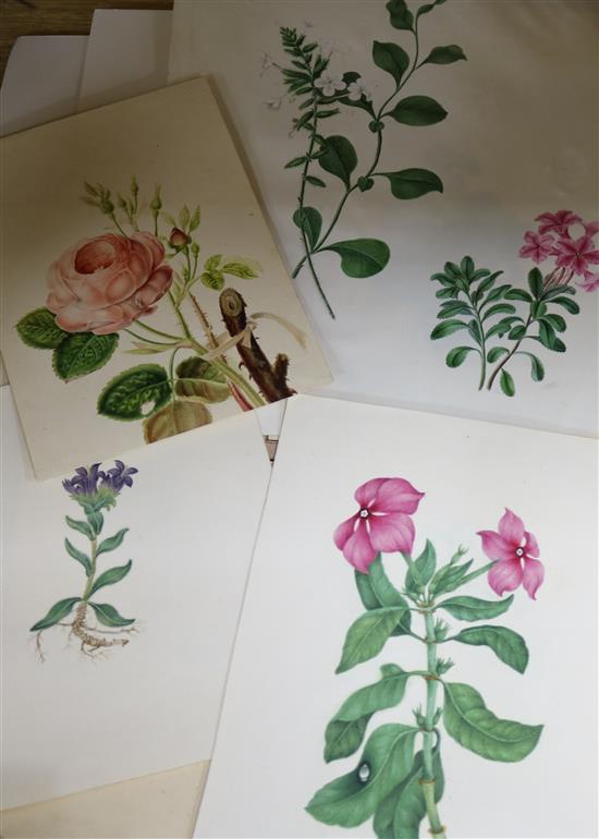 A folio of 19th century watercolours; botanical studies Largest 36 x 28cm.